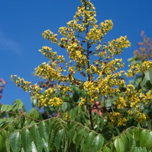 Koelreuteria bipinnata