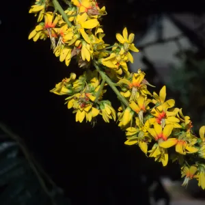 Koelreuteria bipinnata