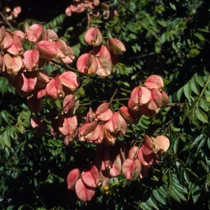 Koelreuteria bipinnata