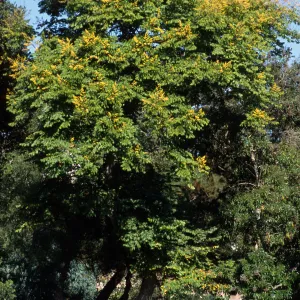 Koelreuteria elegans