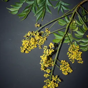 Koelreuteria elegans
