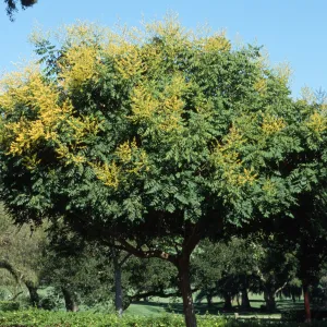 Koelreuteria paniculata