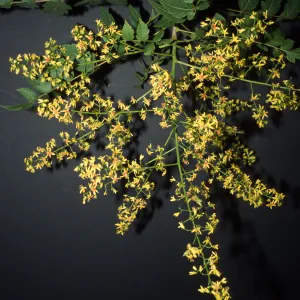 Koelreuteria paniculata