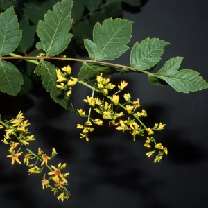 Koelreuteria paniculata