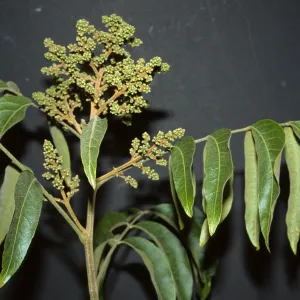 Sapindus saponaria