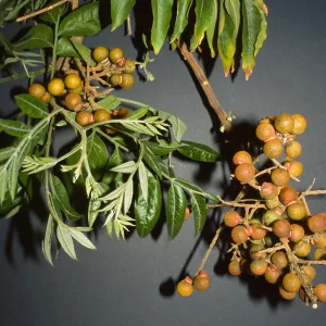 Sapindus saponaria