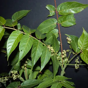 Ailanthus altissima