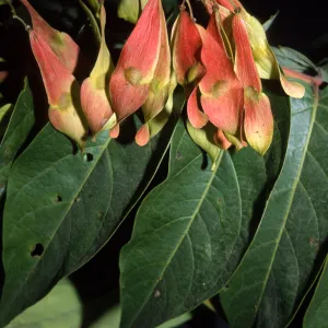 Ailanthus altissima