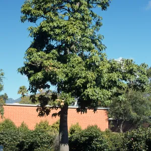 Brachychiton acerifolius