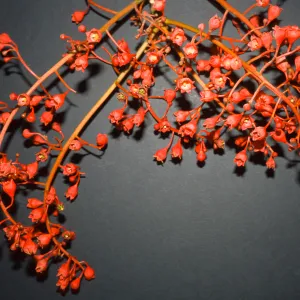Brachychiton acerifolius