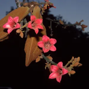 Brachychiton discolor