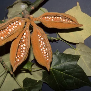 Brachychiton discolor