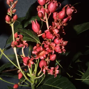 Brachychiton populneus x occidentalis 