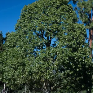 Brachychiton populneus