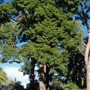 Brachychiton x roseus