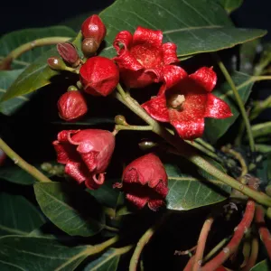Brachychiton x roseus