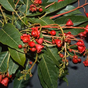 Brachychiton x roseus