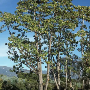 Chiranthodendron pentadactylon