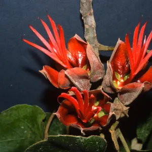 Chiranthodendron pentadactylon