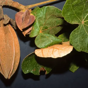 Chiranthodendron pentadactylon