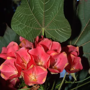 Dombeya cacuminum