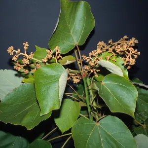 Firminiana simplex