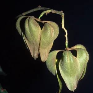 Firminiana simplex