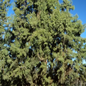 Tamarix aphylla