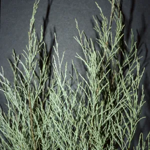 Tamarix aphylla