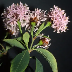 Dais cotinifolia