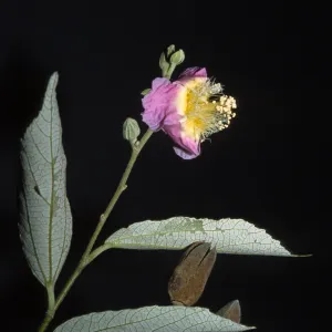 Luehea divaricata