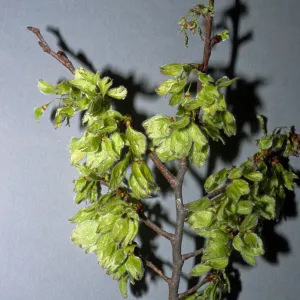 Ulmus americana