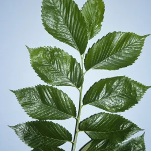 Ulmus americana