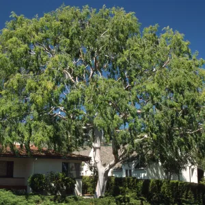 Ulmus parvifolia