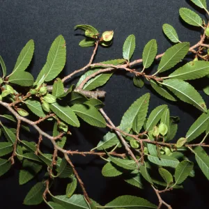 Ulmus parvifolia
