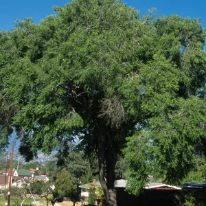 Ulmus pumila