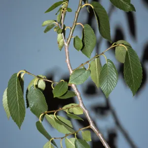 Ulmus pumila