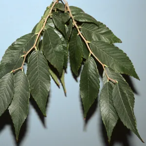Zelkova serrata