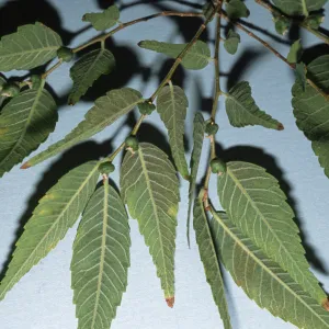 Zelkova serrata