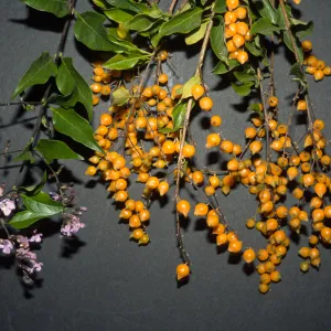 Duranta repens or Duranta erecta