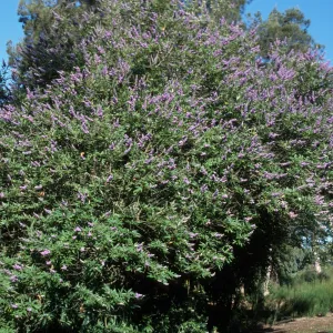 Vitex agnus-castus