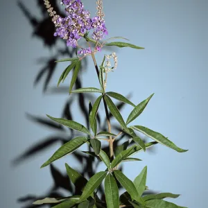 Vitex agnus-castus