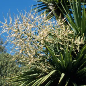 Cordyline australis