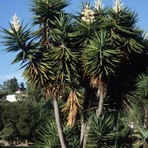 Yucca elephantipes