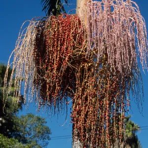 Archontophoenix cunninghamiana
