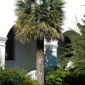 Brahea brandegeei