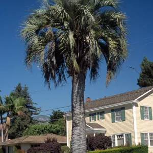Butia capitata