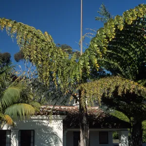 Caryota gigas