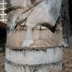 Caryota gigas