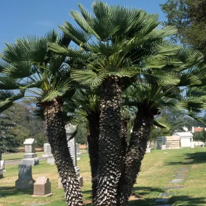 Chamaerops humilis